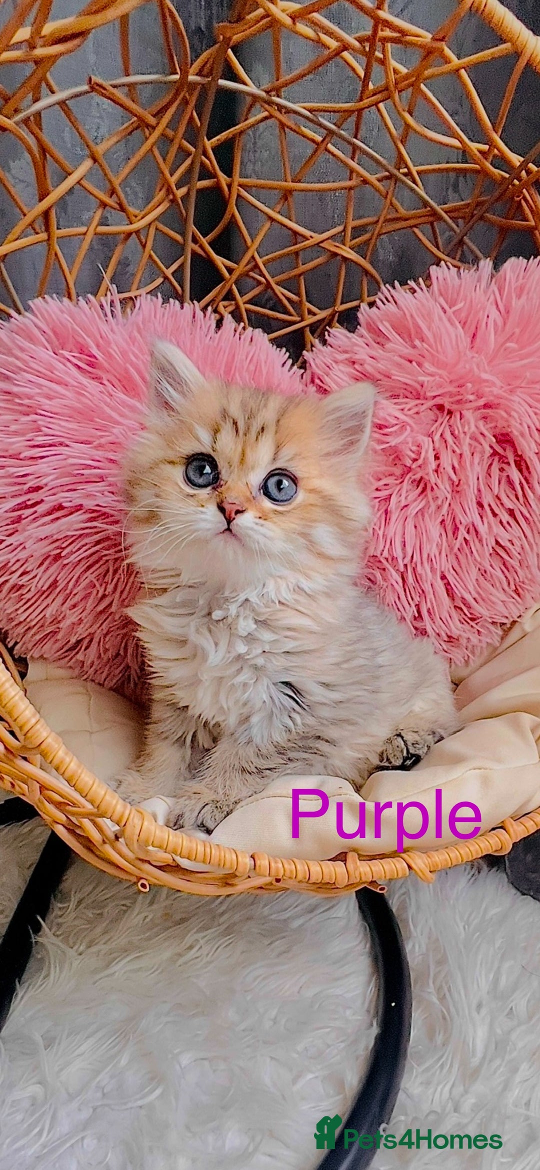 Scottish Fold cats for sale: 💞Beautiful Scottish Fold and Straight kittens🐾 - Image 2