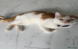 Mixed Breed cats for sale: Mixed breed kitten for sale - Image 5