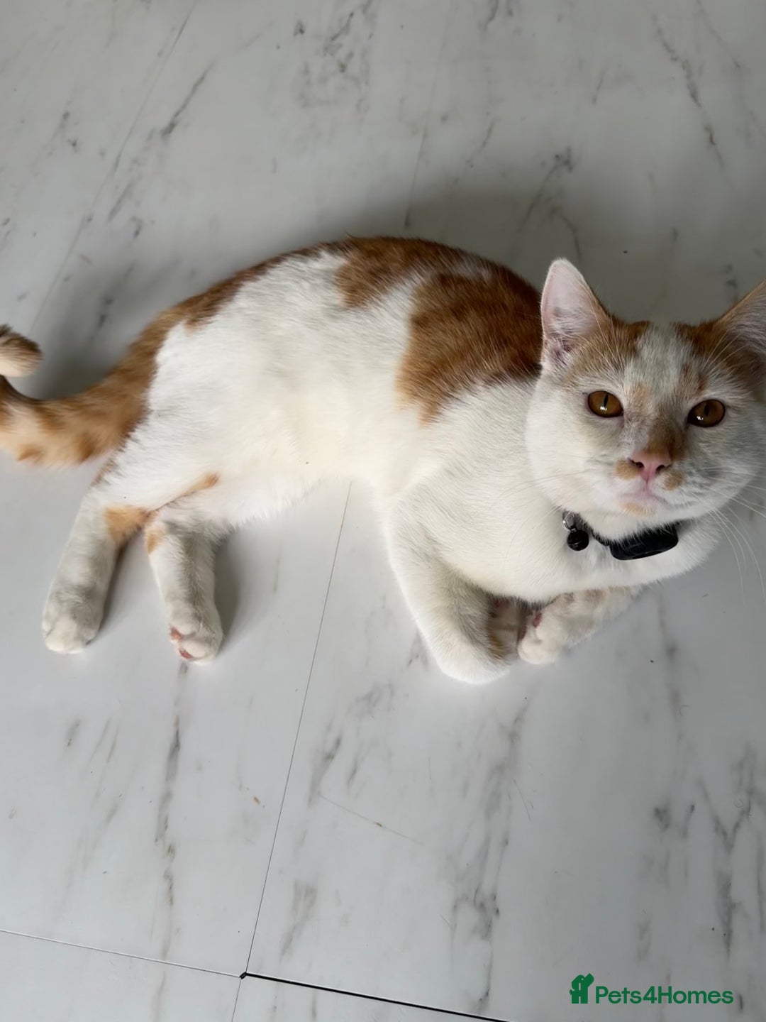 Mixed Breed cats for sale: Mixed breed kitten for sale - Image 5