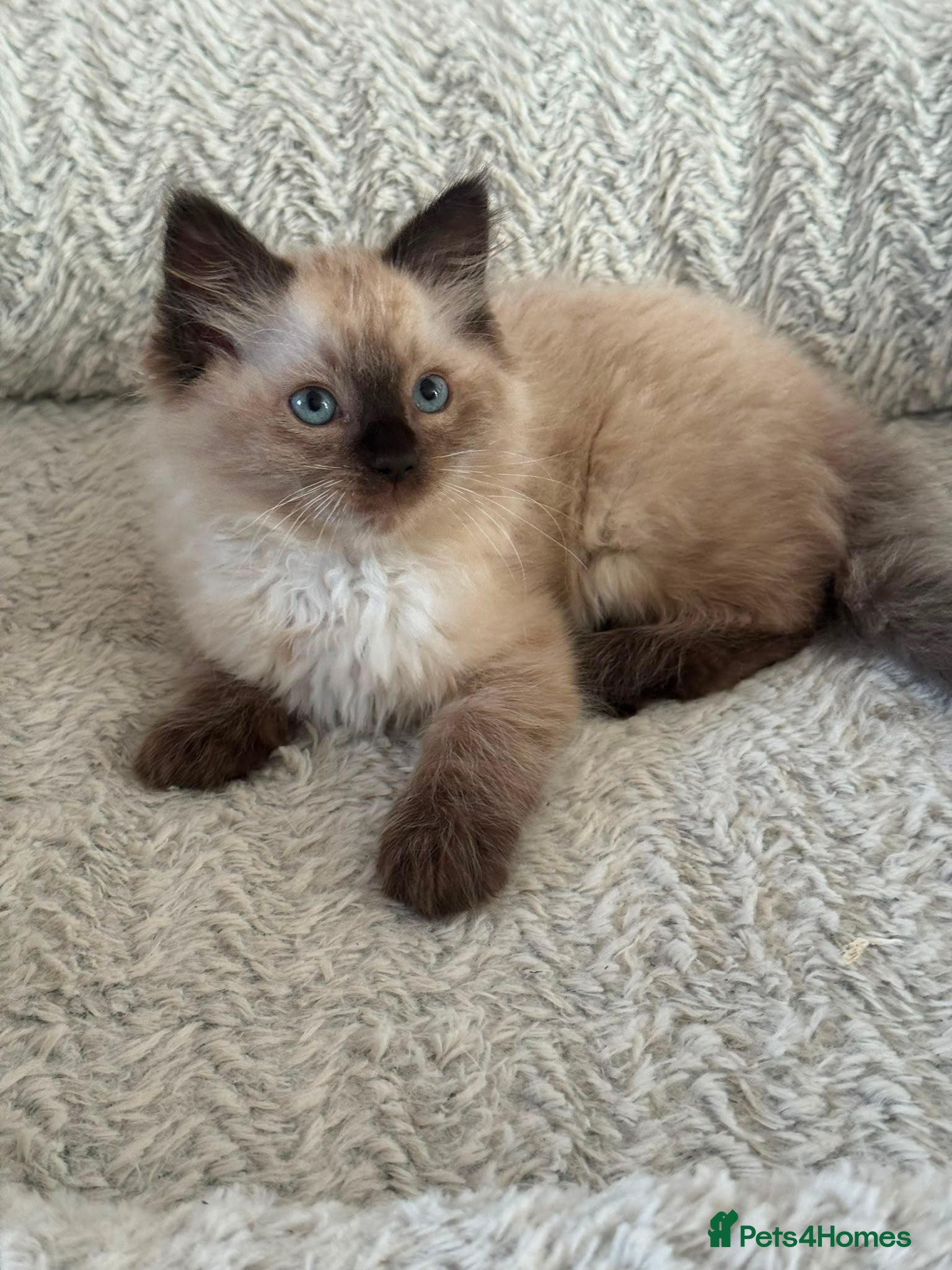 Ragdoll cats for sale: Ragdoll Liliac  - Advert 1