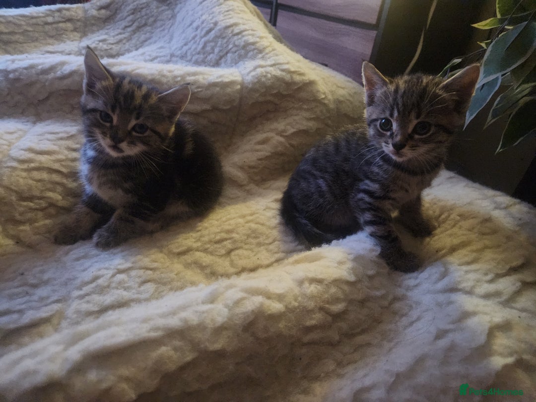 Mixed Breed cats for sale: Mixed breed kittens for sale  - Advert 9