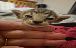 Oriental cats for sale: Oriental kittens  - Image 8