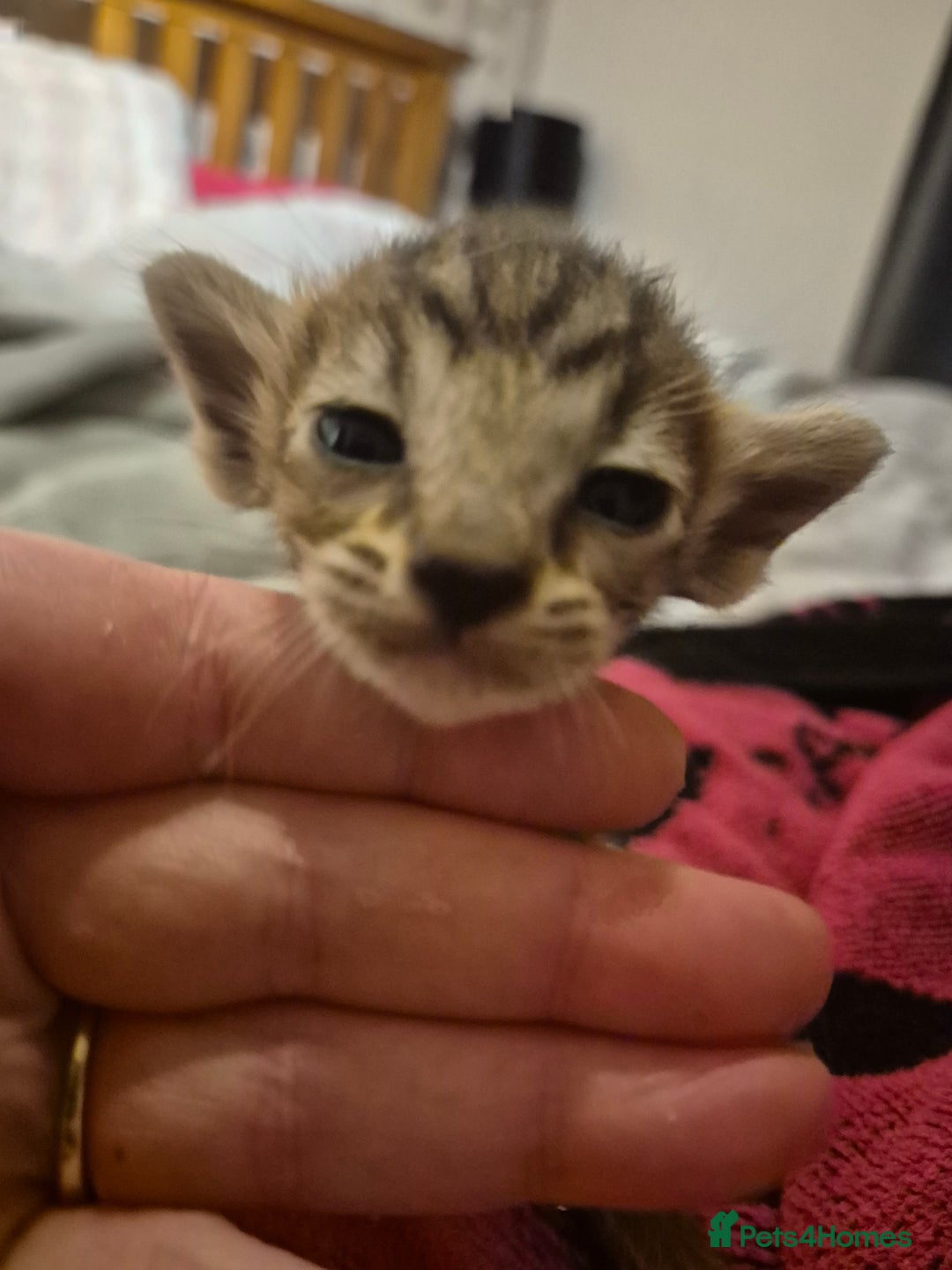 Oriental cats for sale: Oriental kittens  - Image 8