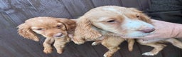 Cocker Spaniel dogs for sale: Our 4 beautiful cocker spaniel pups for sale - Advert 2