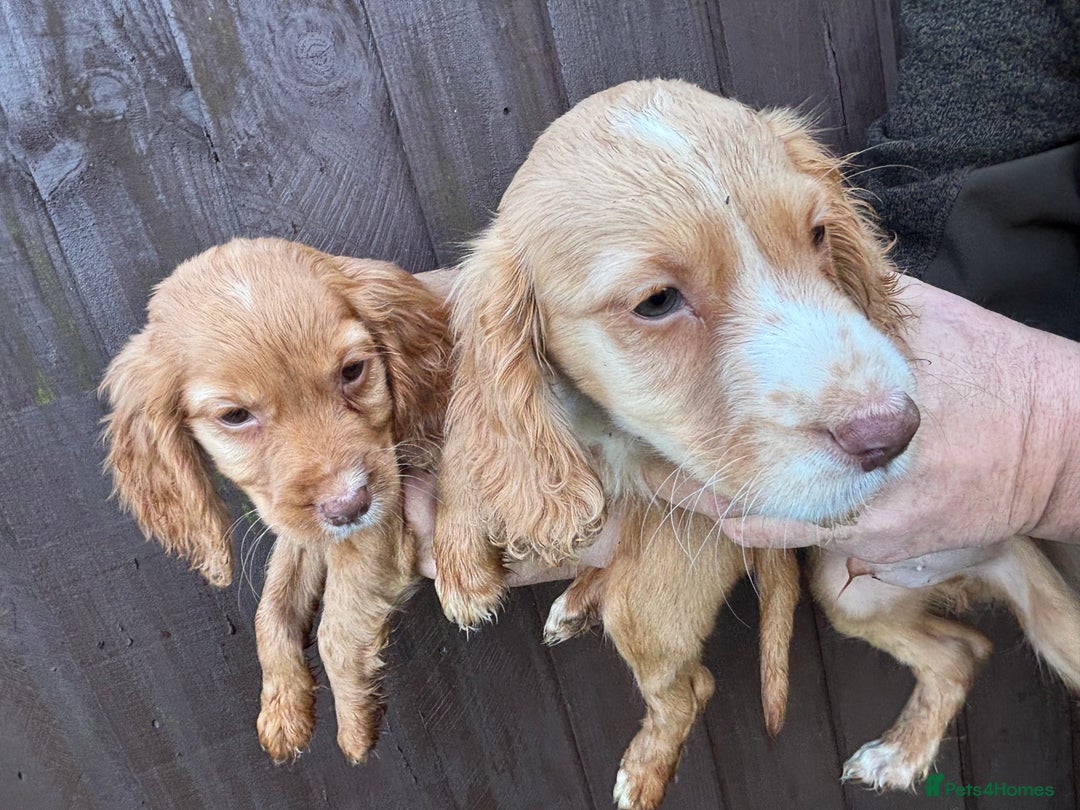 Cocker Spaniel dogs for sale: Our 4 beautiful cocker spaniel pups for sale - Advert 2