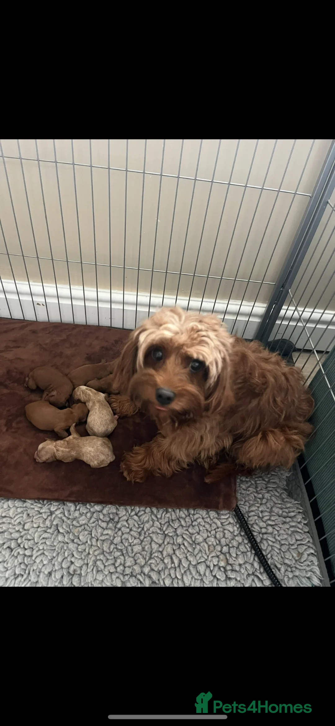 Cavapoo dogs for sale: Merlesque 5⭐️ F1b curly teddy bear coats  - Advert 1