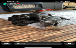American Bulldog dogs for sale: American bulldog  - Image 8