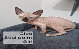Sphynx cats for sale: Quality canadian sphynx kittens HCM Tica - Image 8