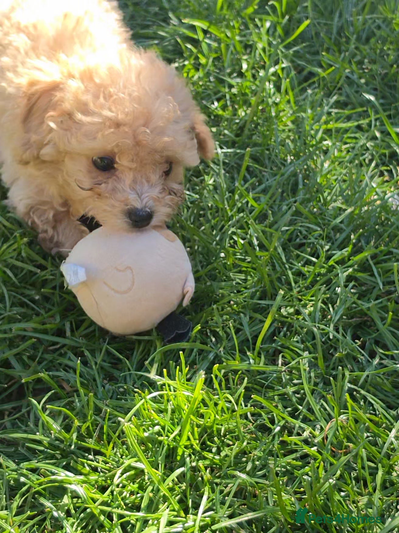 Poochon dogs for sale: Boys 850 , Girls 1050  - Advert 13