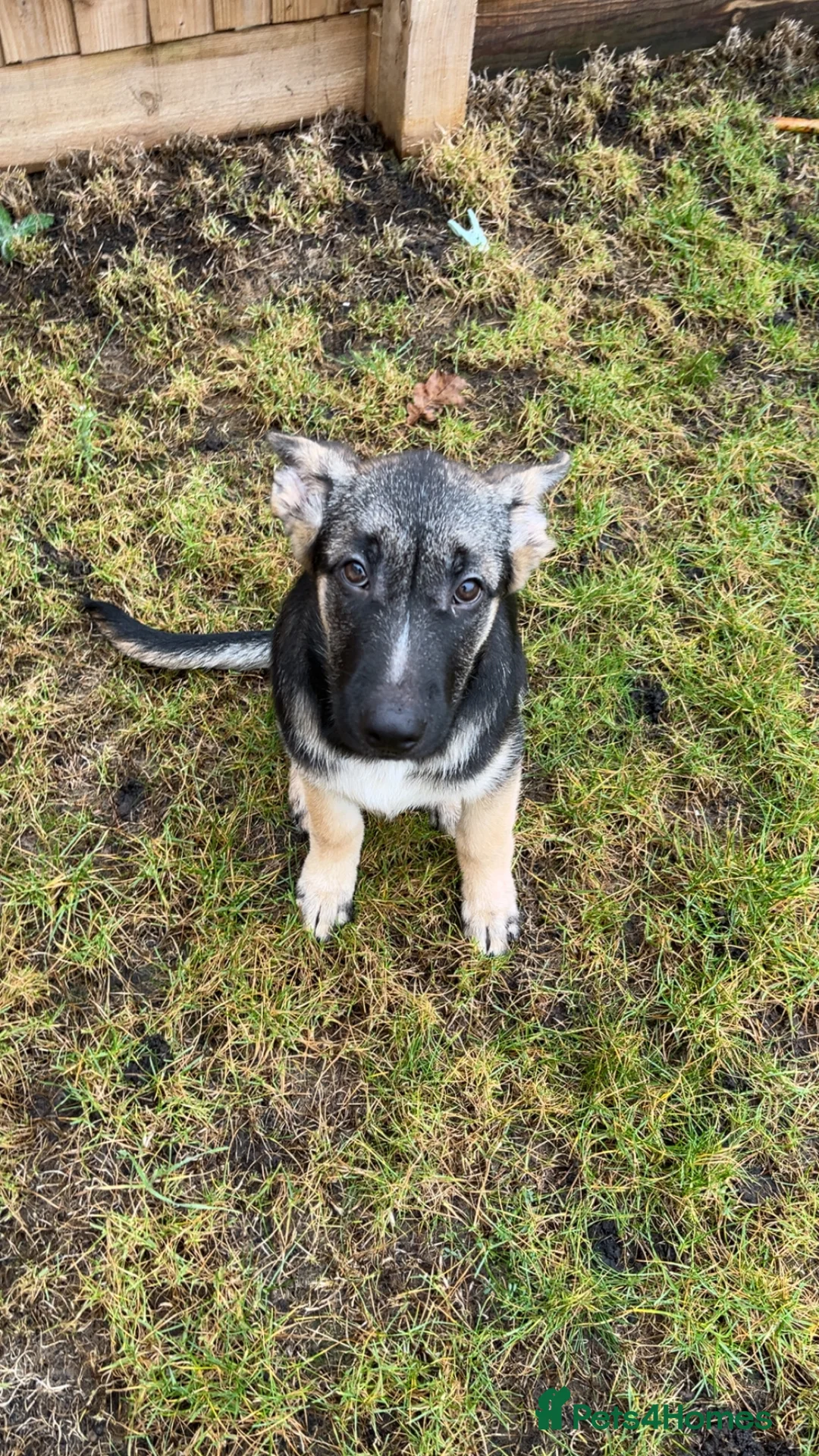 Shepsky dogs for sale: German shepherd puppy - Advert 1