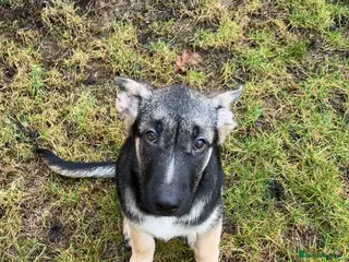 Shepsky dogs German shepherd puppy - Advert 1
