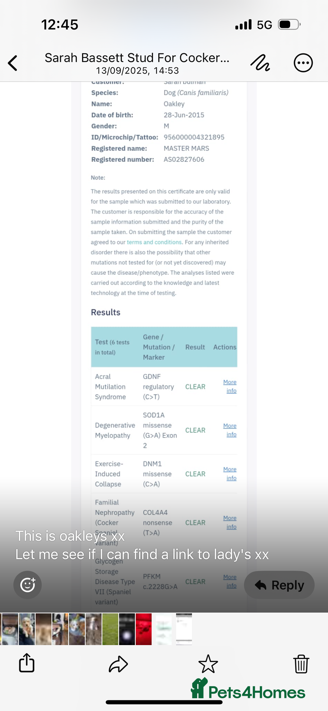 Cocker Spaniel dogs for sale: 1 boy available orange roan  - Advert 17