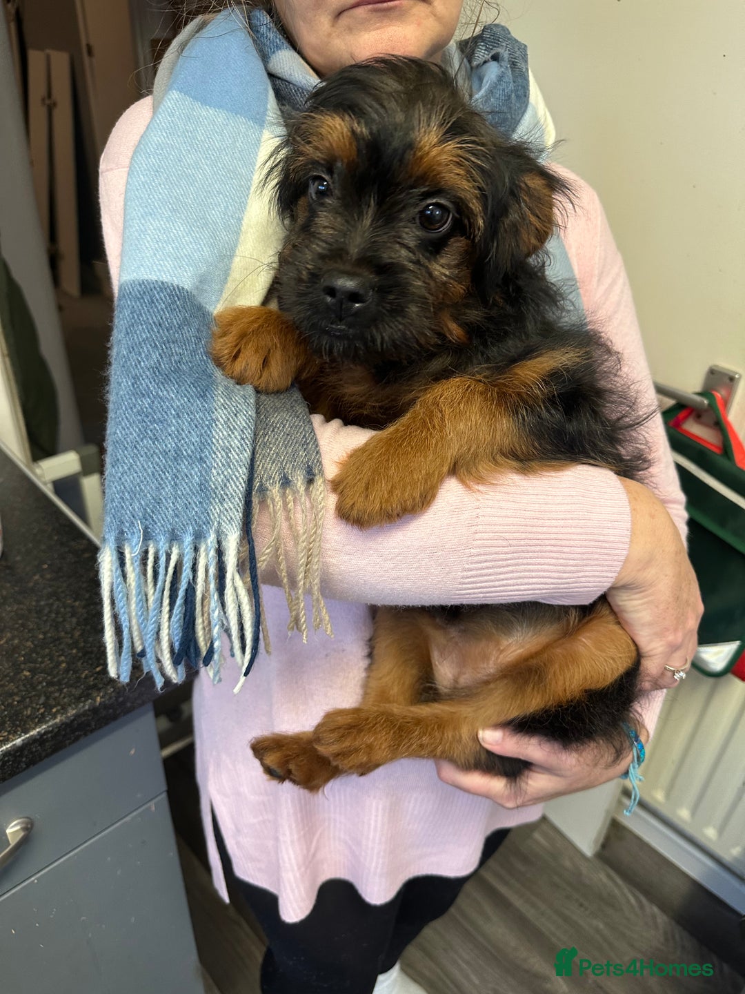 Mixed Breed dogs for sale: French bulldog/poodle  - Advert 5