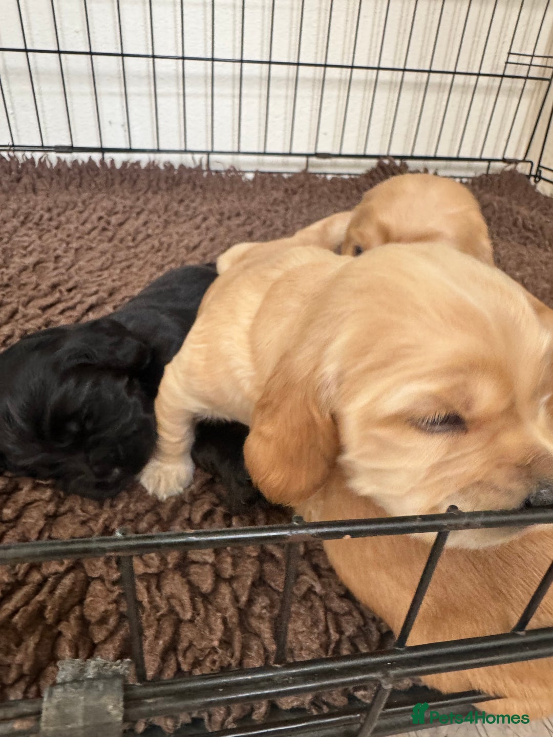 Sprocker dogs for sale: Cocker spaniel pups  - Image 16