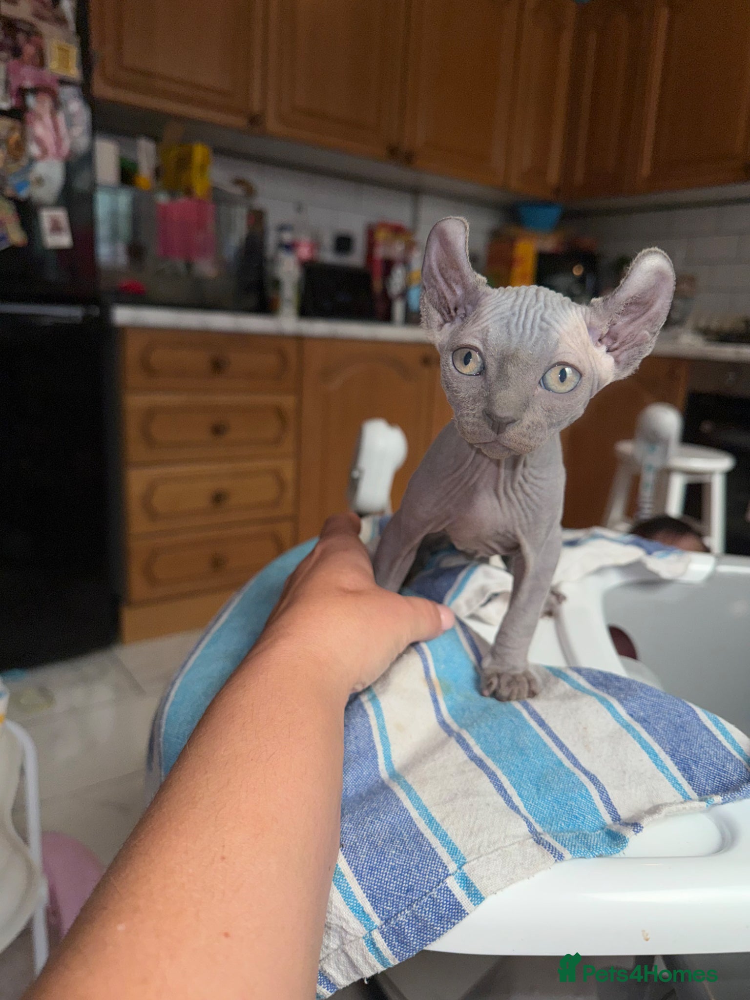 Sphynx cats Beautiful girl available  - Advert 8