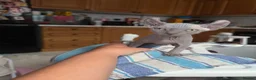 Sphynx cats for sale: I have 3 Beautiful Female Sphynx  - Advert 3