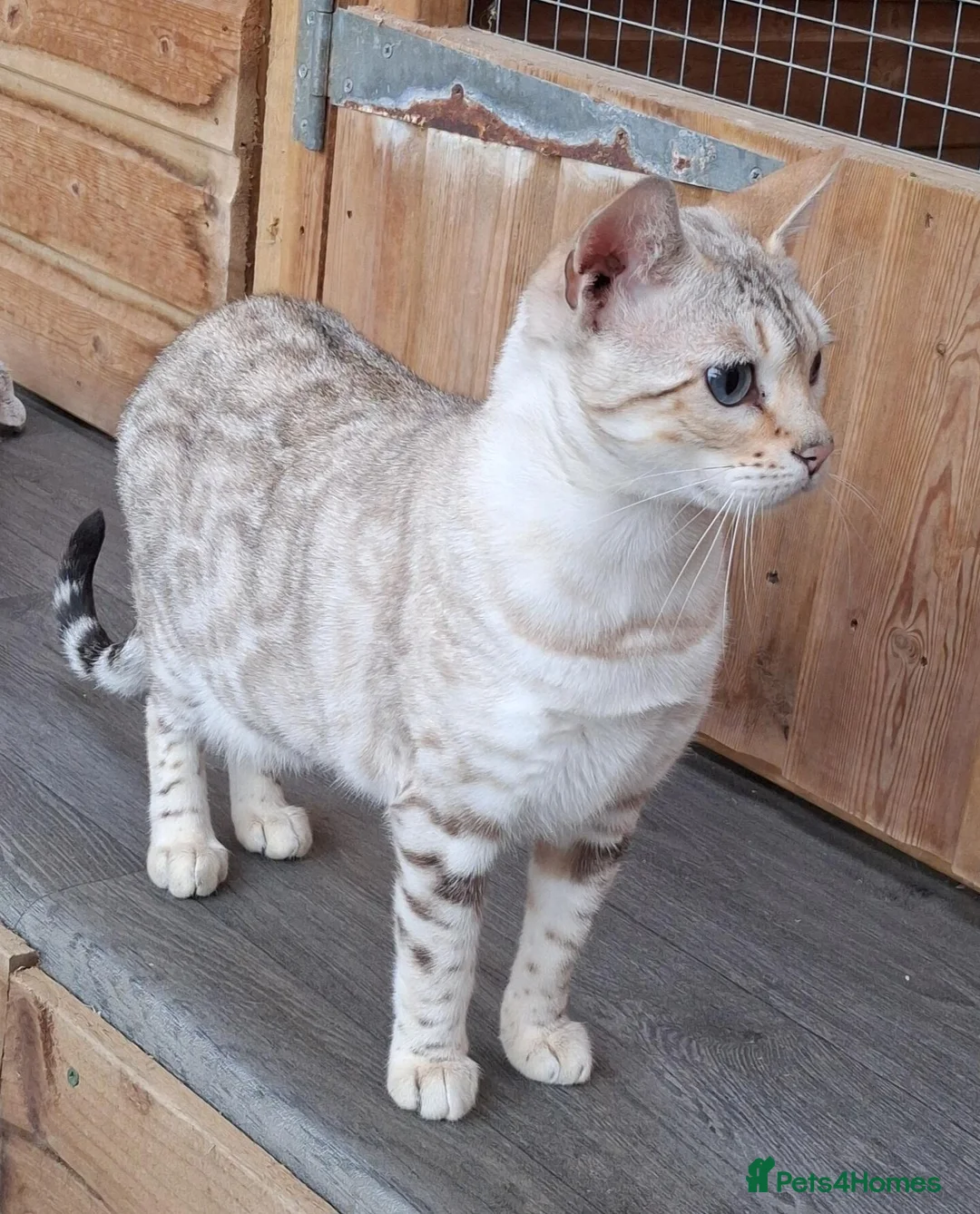 Bengal cats for sale: Beautiful Retired Bengal Female - Advert 2