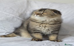Scottish Fold cats for sale: Scottish fold kittens 3 left - Image 4