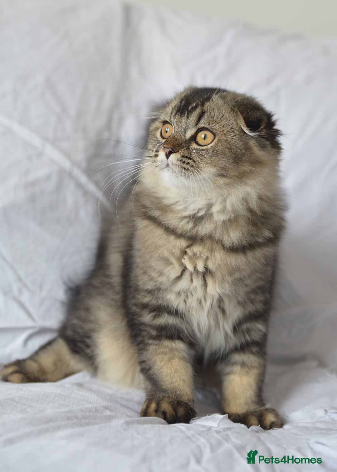 Scottish Fold cats for sale: Scottish fold kittens 3 left - Image 4