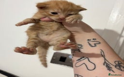 Mixed Breed cats for sale: cross Maine coon kittens-only ginger boy available - Image 3