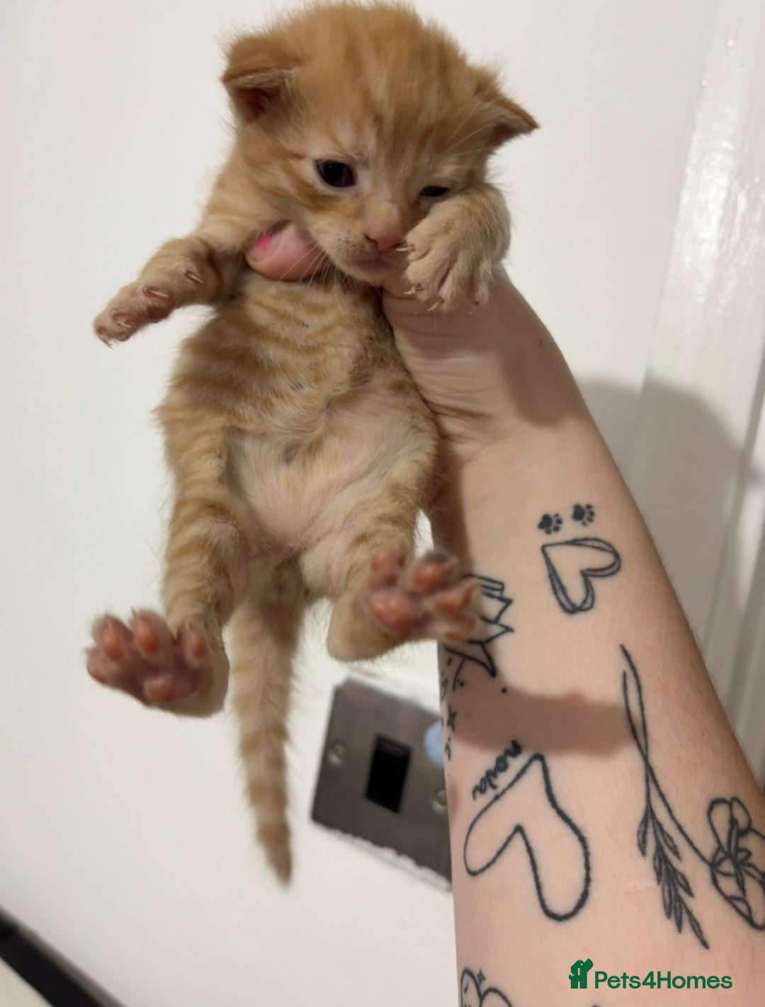 Mixed Breed cats for sale: cross Maine coon kittens-only ginger boy available - Image 3