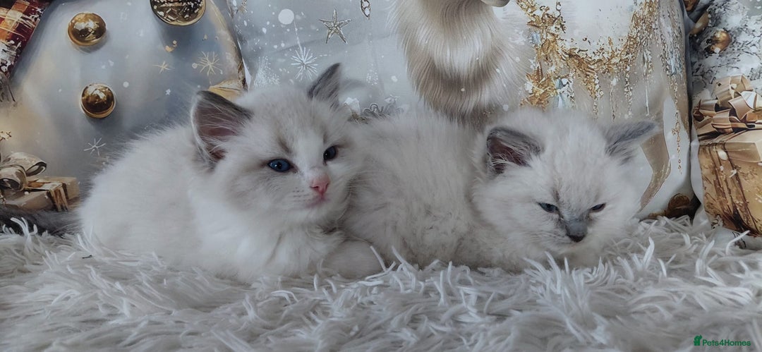 Ragdoll cats for sale: 💕BEAUTIFUL TICA REGISTERED RAGDOLLS KITTENS💕  - Advert 6