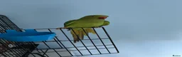 Parrots birds for sale: Parrot Named thor nice bird colour is blue green!! in Caerphilly - Advert 11