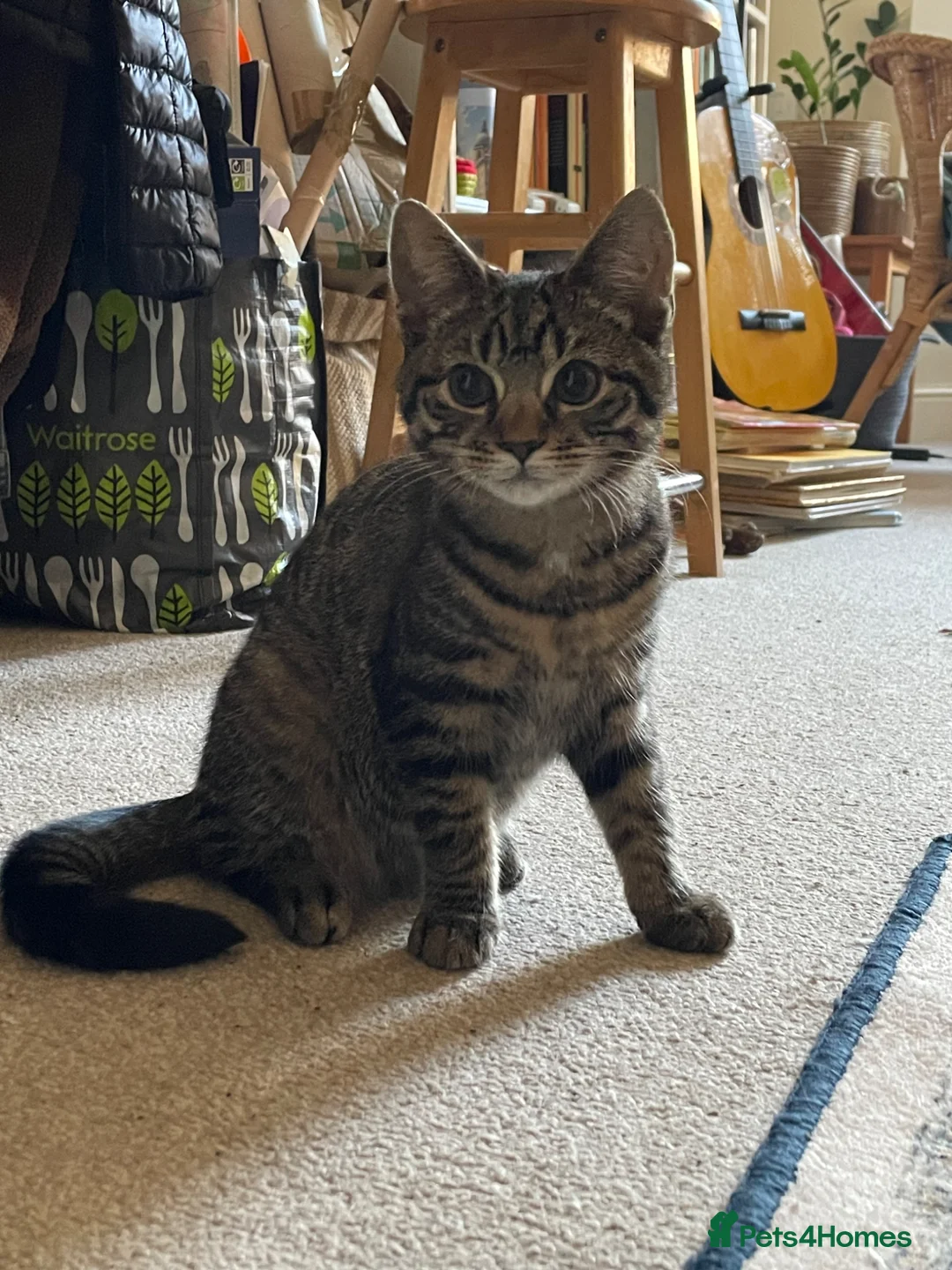 British Shorthair cats for sale: Tabby kitten female in London - Advert 2