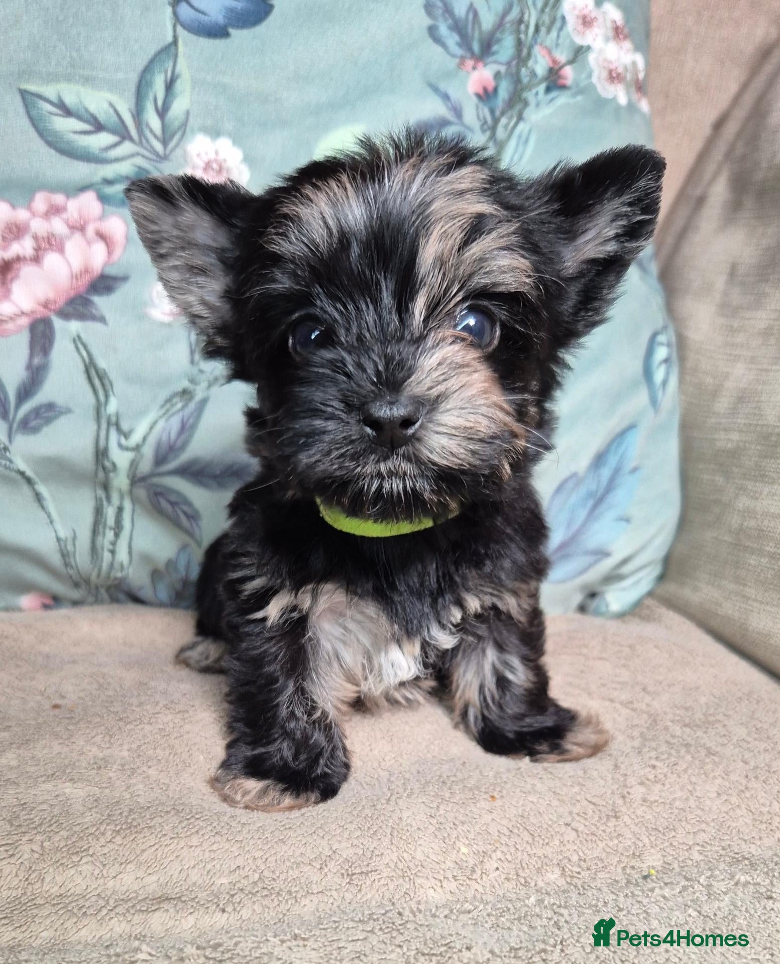 Yorkshire Terrier dogs Black Merle girl now available  - Advert 2