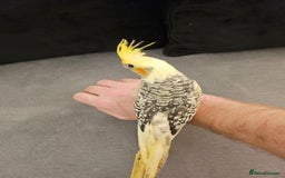 Cockatiels birds for sale: Tame cockatiel chicks  - Image 11