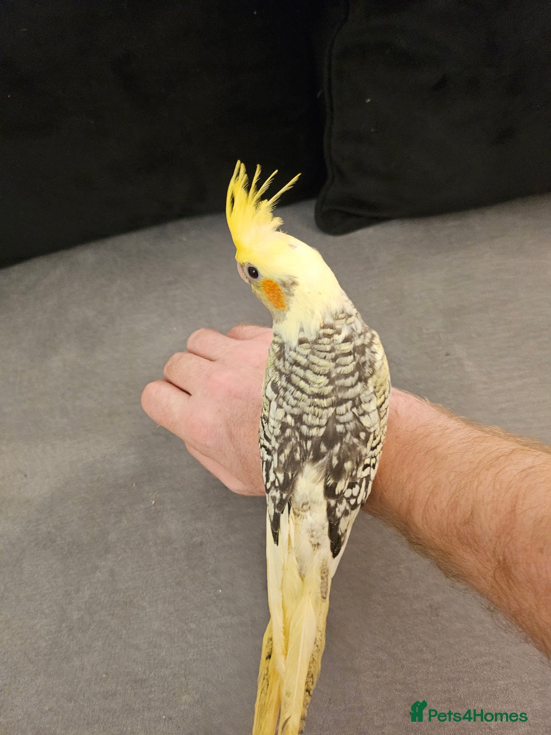 Cockatiels birds for sale: Tame cockatiel chicks  - Image 11