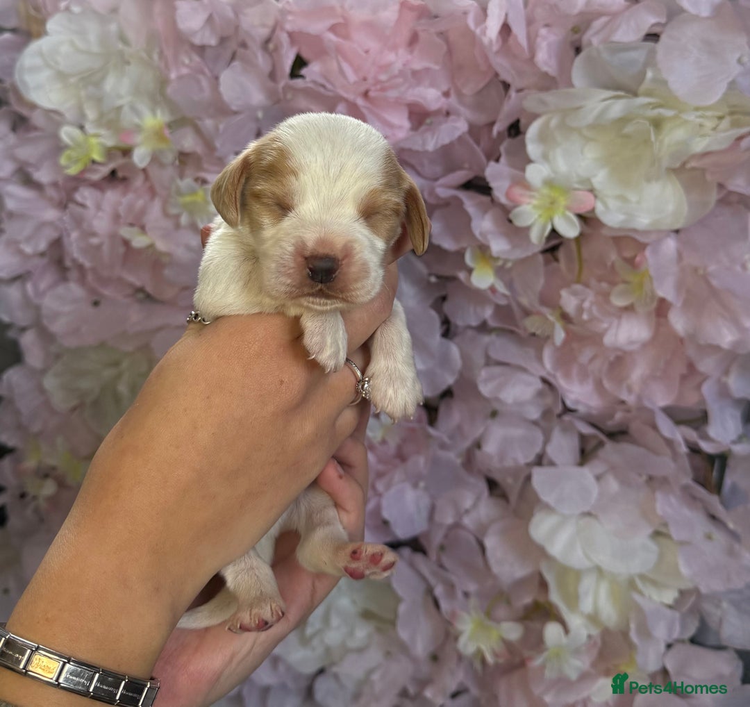 Beagle dogs for sale: KC Registered & Health Tested Puppies - Image 1