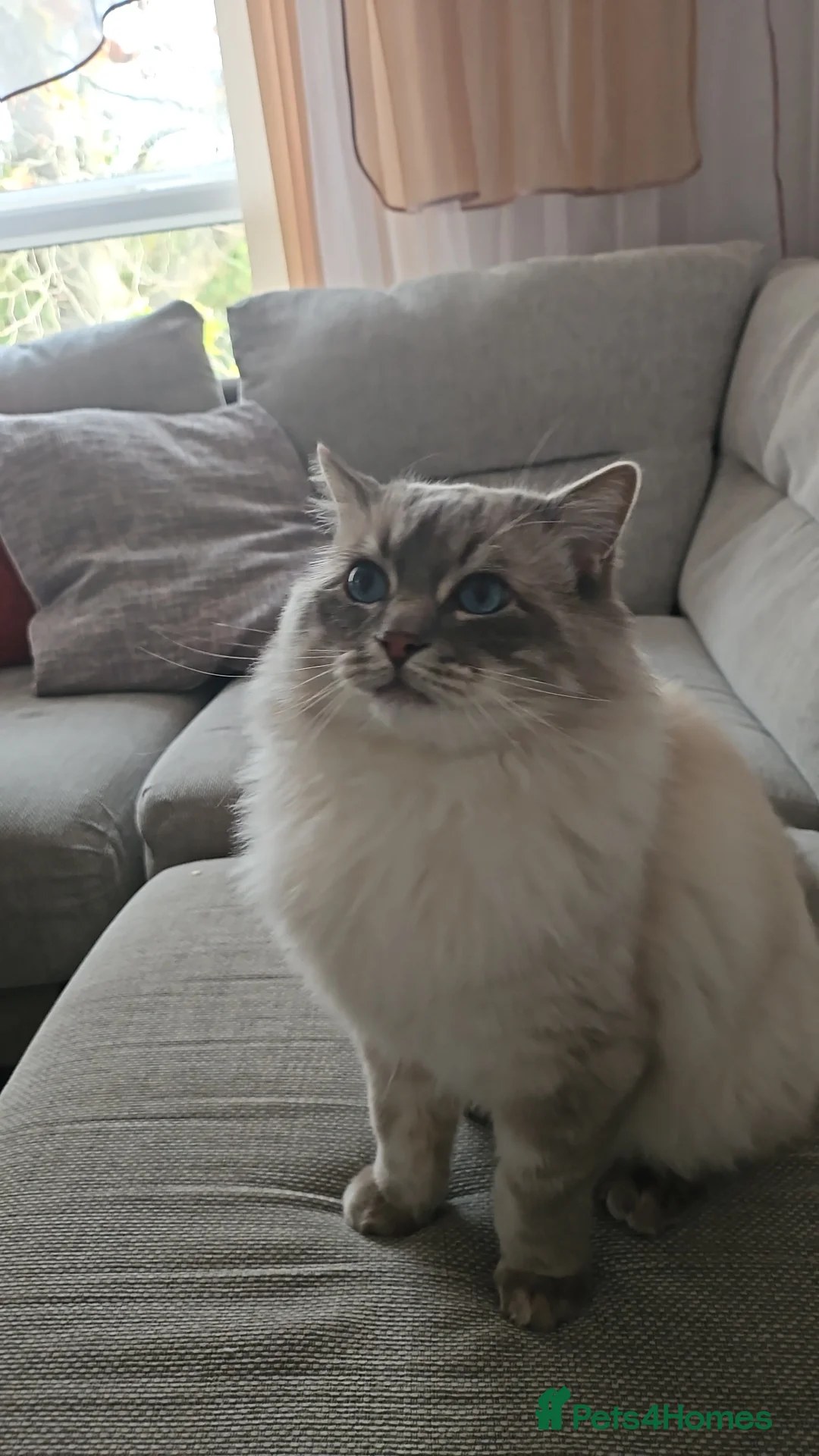 Ragdoll cats for stud: 100% proven boy for stud in Wakefield - Advert 27