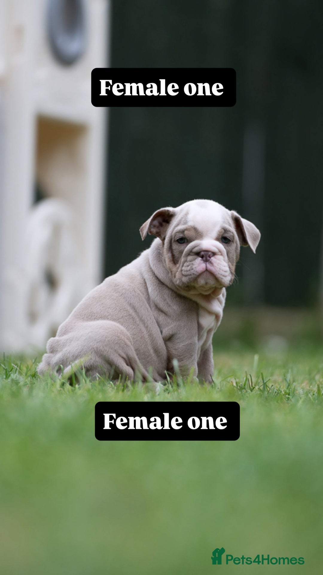English Bulldog dogs for sale: English bulldog pups for sale  - Image 10