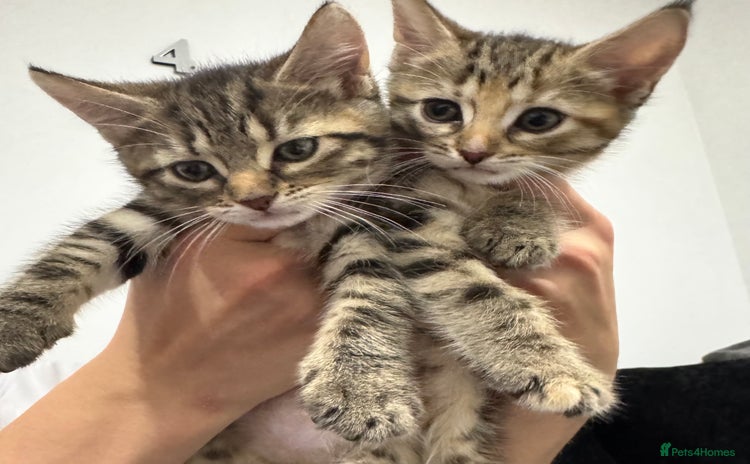 Mixed Breed cats - Advert 3