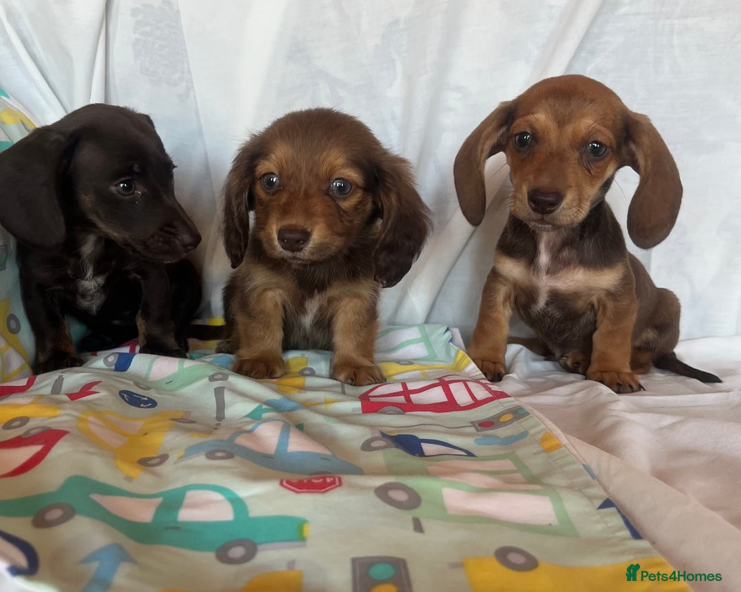 Miniature Dachshund dogs for sale: Miniature dachshund **updated  - Image 6