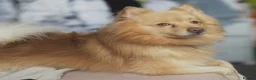 Pomeranian dogs for stud: bluebell  - Advert 8