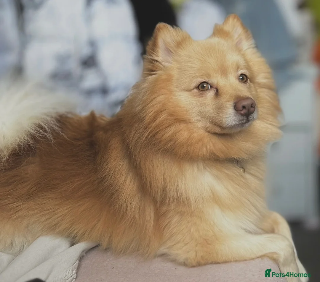 Pomeranian dogs for stud: bluebell  - Advert 8