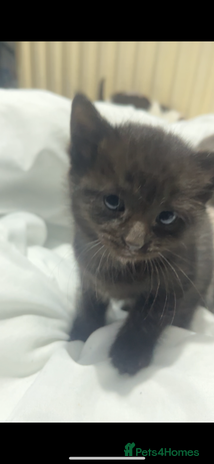 Russian Blue cats - Advert 2