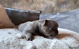 French Bulldog dogs for sale: Beautiful litter of Frenchies - Image 6