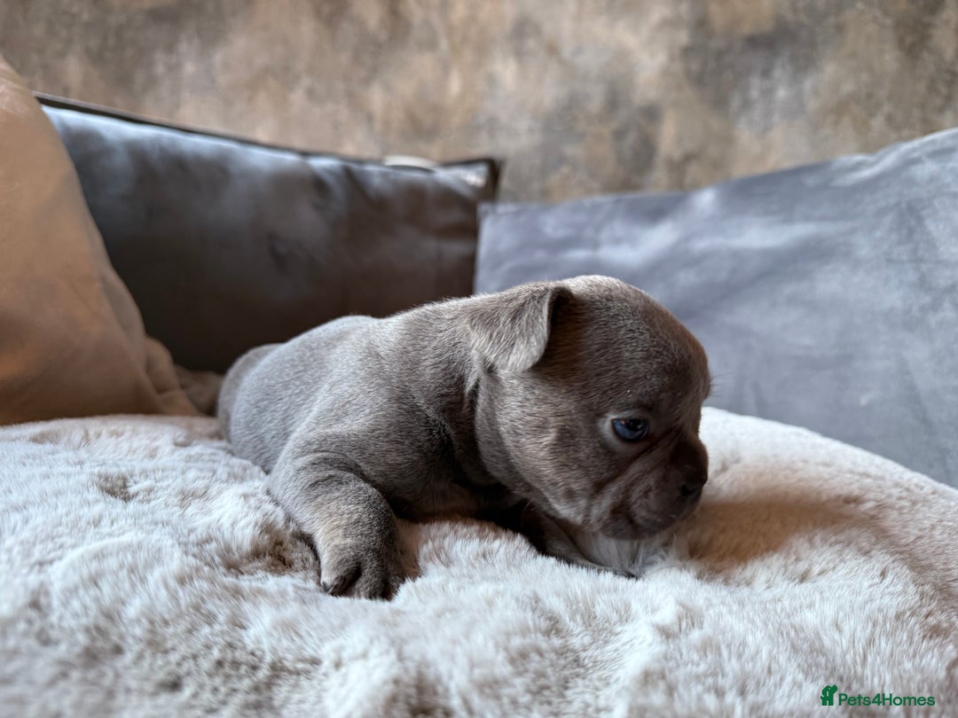 French Bulldog dogs for sale: Beautiful litter of Frenchies - Image 6