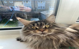 Maine Coon cats for sale: Beautiful ex-queen maine coon for sale  - Image 3