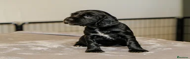Sprocker 5