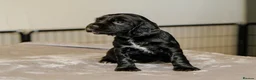 Sprocker dogs for sale: Gorgeous Sprocker Spaniel Puppies - Advert 7