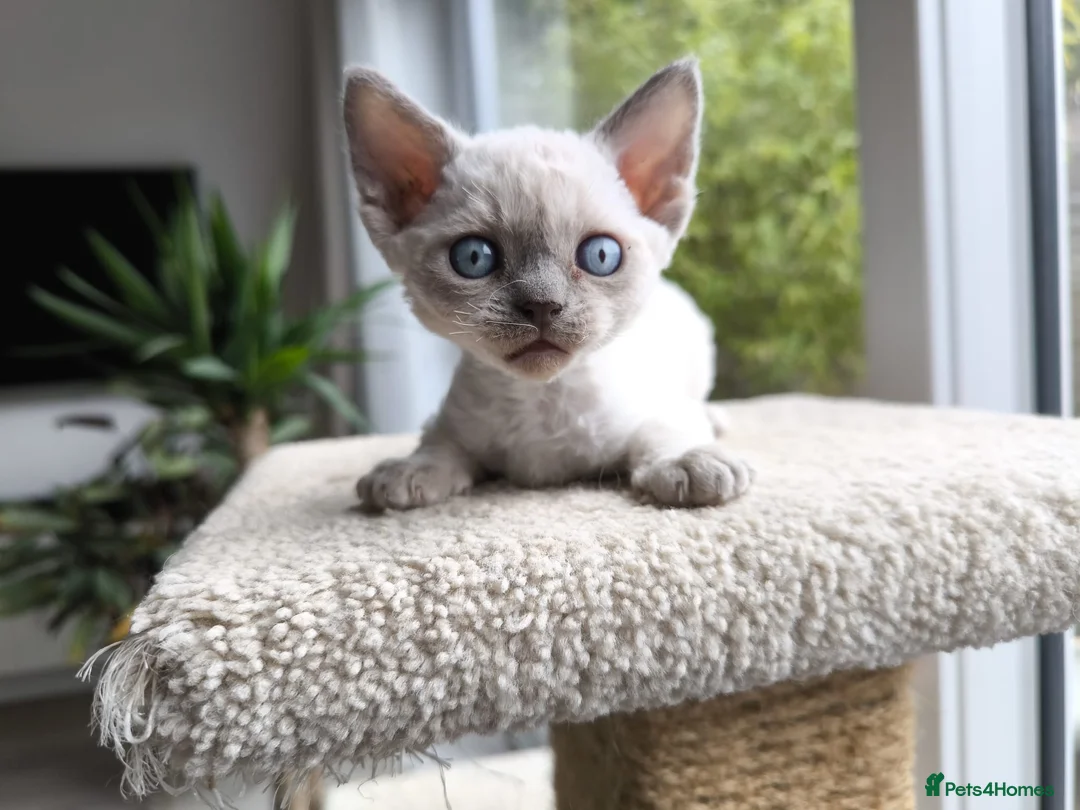 Devon Rex cats for sale: All RESERVED💞Devon Rex blue point kittens 💙 - Advert 2