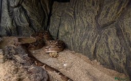 Boa Snake reptiles for sale: Boa snake - Image 5
