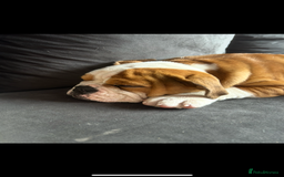English Bulldog dogs for sale: English bulldog  - Image 1