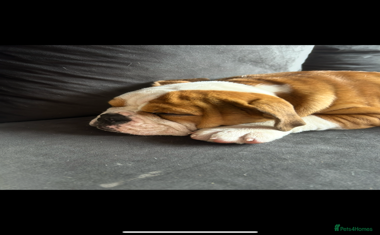 English Bulldog dogs - Advert 9
