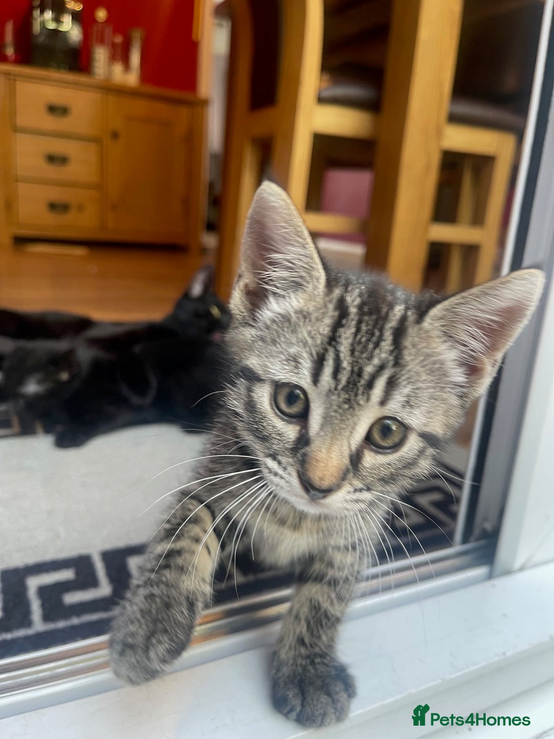 Russian Blue cats for sale: KITTENS AVALABLE NOW - Advert 7