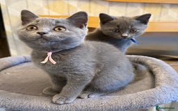 British Shorthair cats for sale: Stunning British ShortHair kittens GCCF registered - Image 1